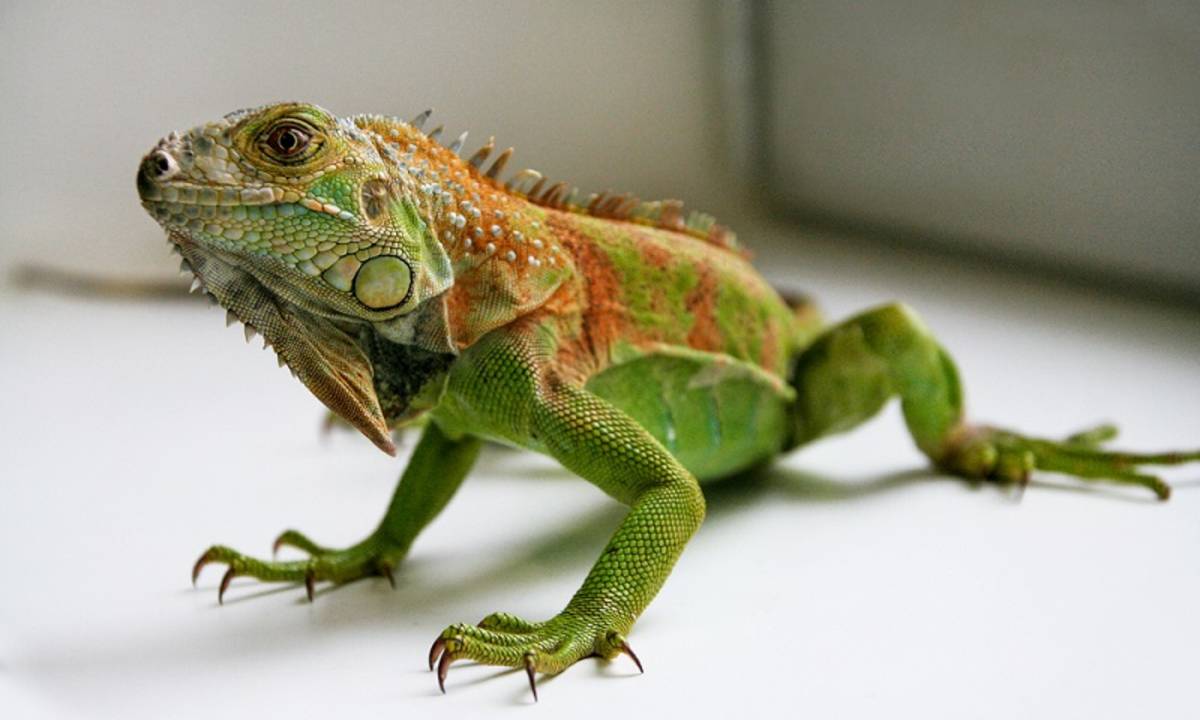 37+ MAKANAN BUNGLON: Jenis Iguana, Harga, Karakteristik, Jenis Pakan