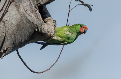 Little Lorikeet (Glossopsitta pusilla) Vulnerable