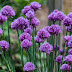 Chives Plants(Chives Herb)