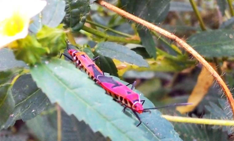 dua serangga merah hasil foto google camera