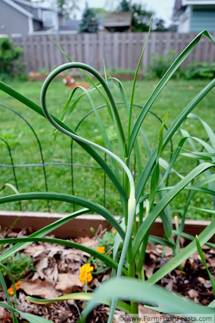 photo of a garlic scape in the garden with the world's most handsome basset hound in the background
