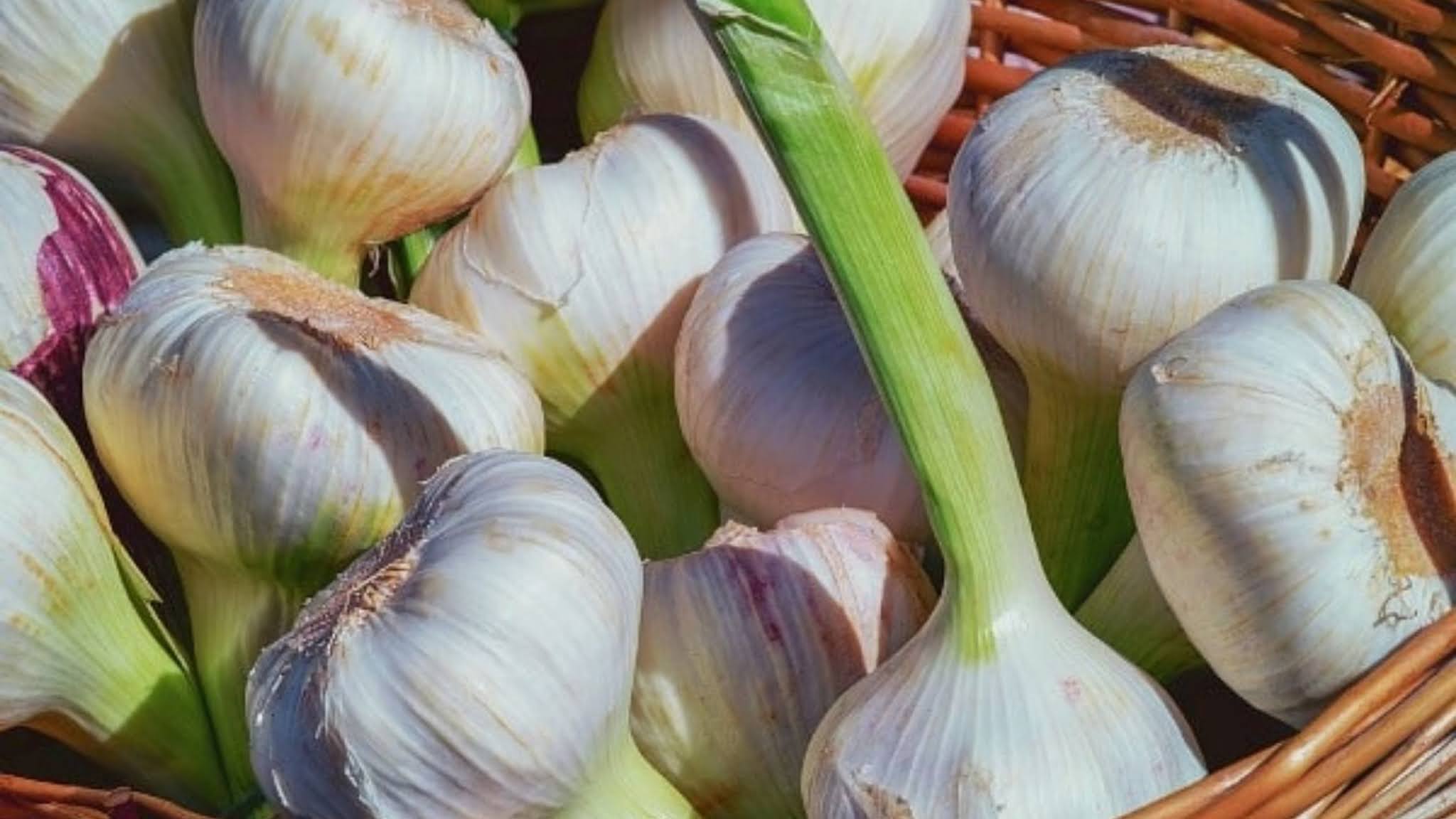 Garlic farming : लहसुन की खेती