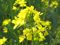 Mustards Plant | Genera Brassica Sinapis 