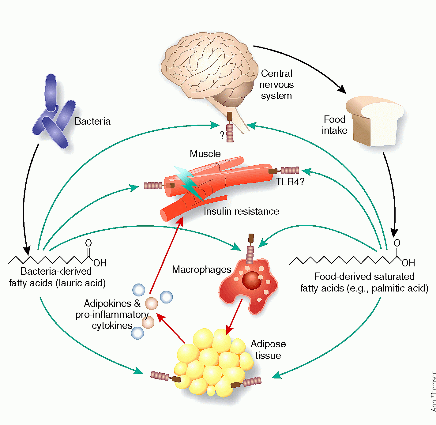 modified bacteria Insulin Insulin Choices