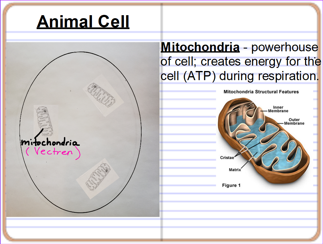 Mrs. Counts 7th grade Science Class September 2019