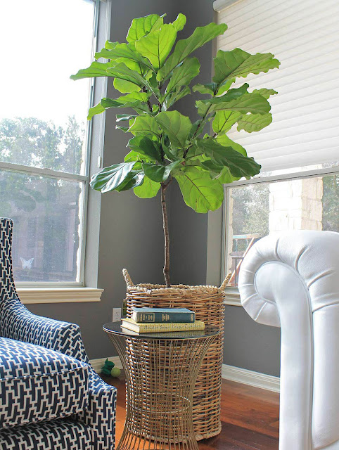 Best Low Light Plants