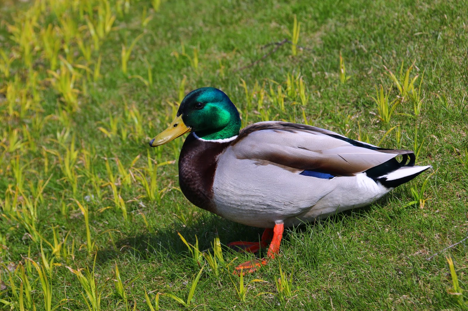 Lysi loodusfoto: Sinikael-part