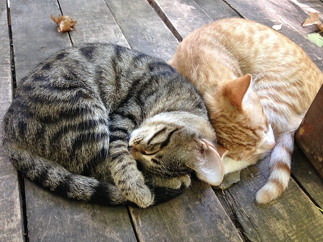 Causes of Cats Fart and Pass Gas Causes of Cats Fart and Pass Gas