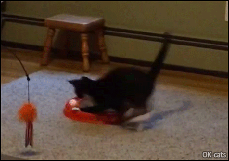 Funny Cat GIF • Playful kitten running after his ball like crazy. Epic fail, infinite loop Funny Cat GIF • Playful kitten running after his ball like crazy. Epic fail, infinite loop