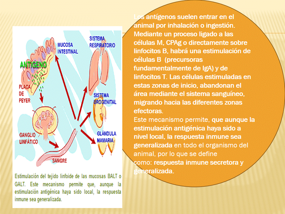 TEJIDO LINFOIDE ASOCIADO A LA MUCOSA