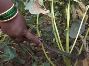 Cultivation of Sesame ( Til) ; A complete Farming Guide Cultivation of Sesame ( Til) ; A complete Farming Guide