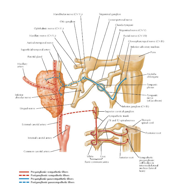 Otic Ganglion Schema Anatomy pediagenosis