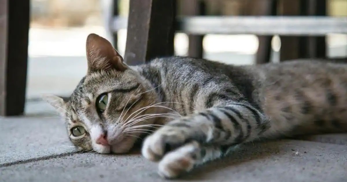 Why does my cat roll around on their back