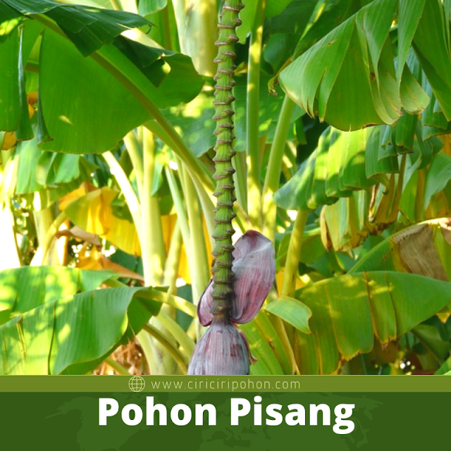 Pohon Pisang