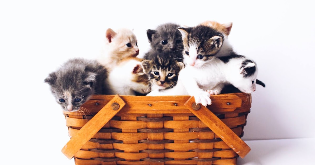 Hexen Heiler Krauter Katzen Und Leben Im Einklang Mit Der Natur