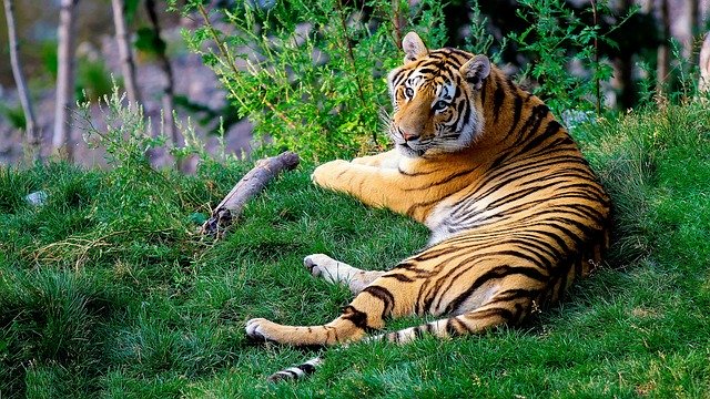 أنواع النمور وخصائصها