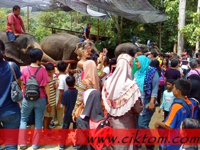 Pertunjukan gajah yang lincah dan jinak pukul 2 petang
