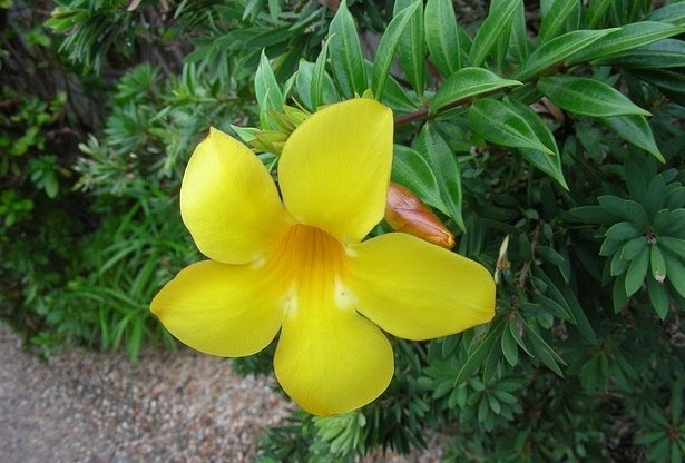 The Surprising Benefits Of The Allamanda Flower
