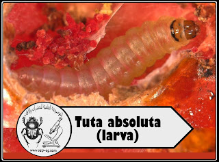 مظهر الاصابة على ثمار الطماطم بتوتا ابسلوتا