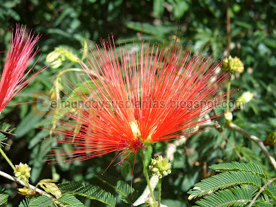  Flor de Plumerillo Rojo