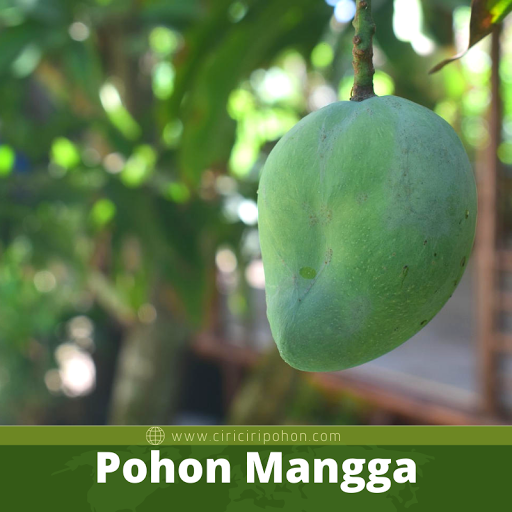 Pohon Mangga