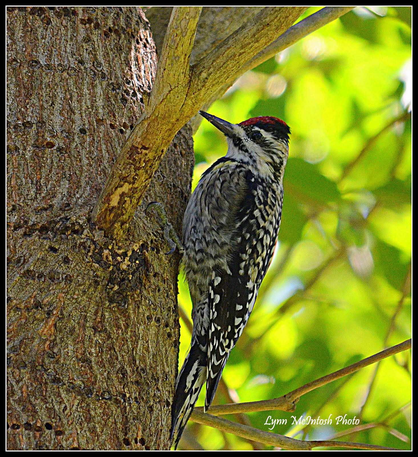 Yellow-Bellied Sapsucker