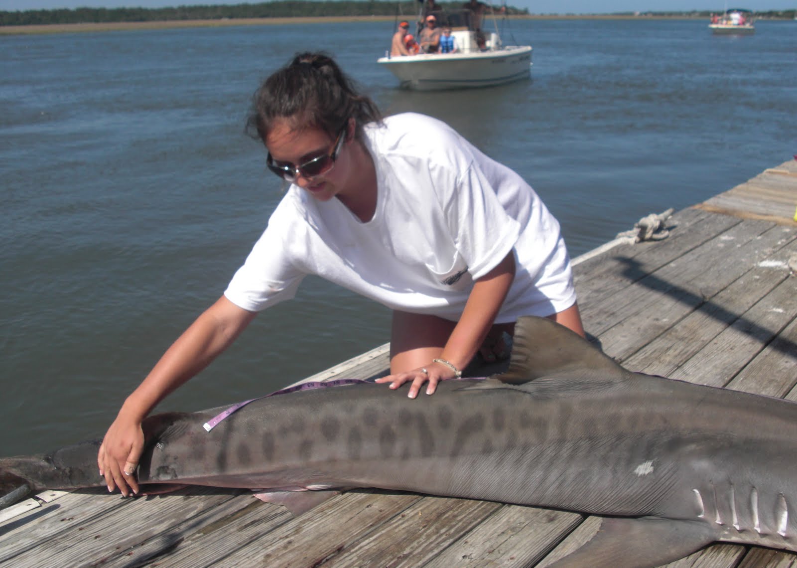 Lowcountry outdoors Edisto Shark Tourney yields 470pound Hammerhead