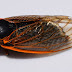 After 17 years of "hiding" ... billions of rare insects are preparing to invade US states