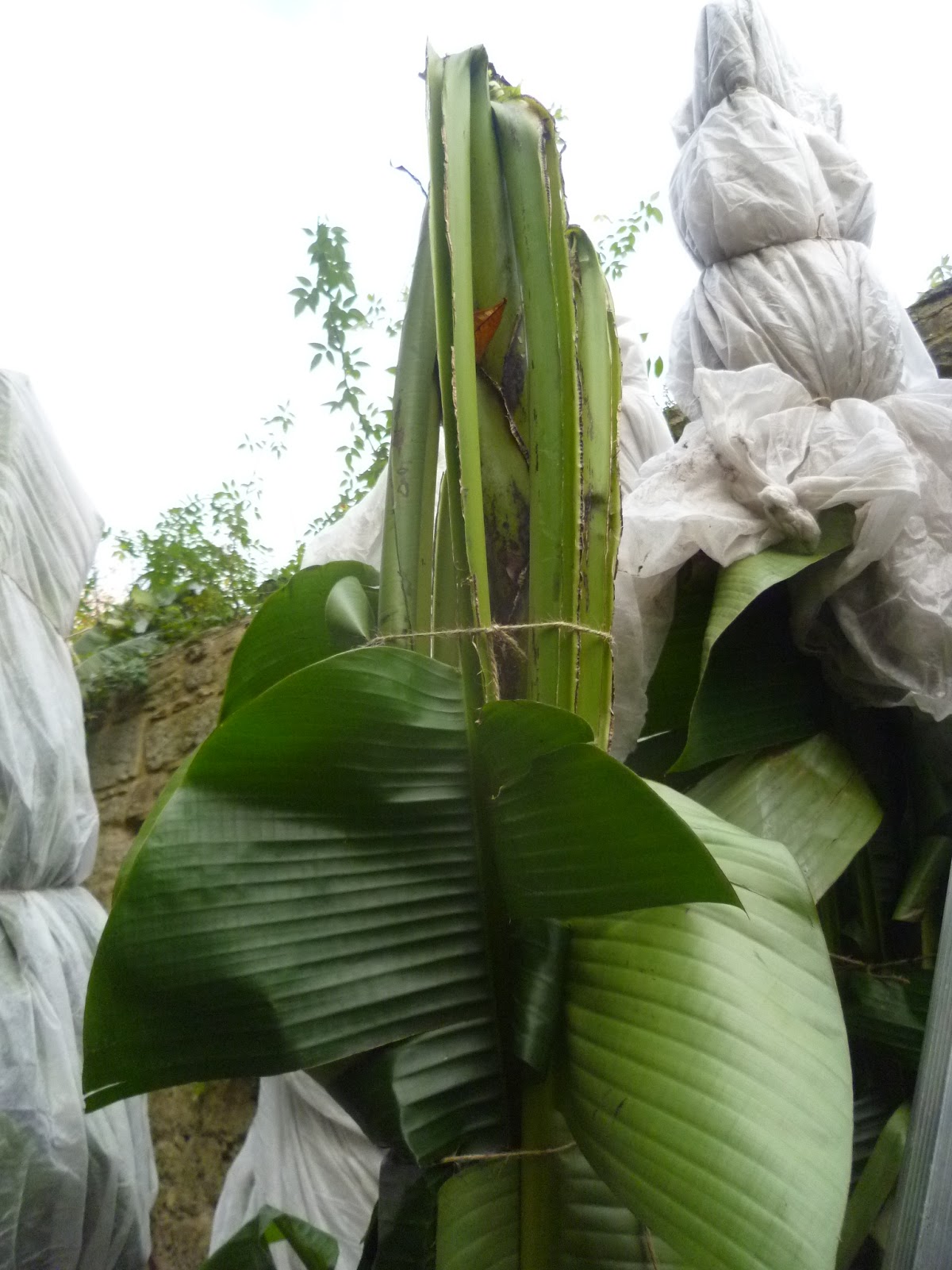 Worcester College Gardeners 20092018 Winter Protection