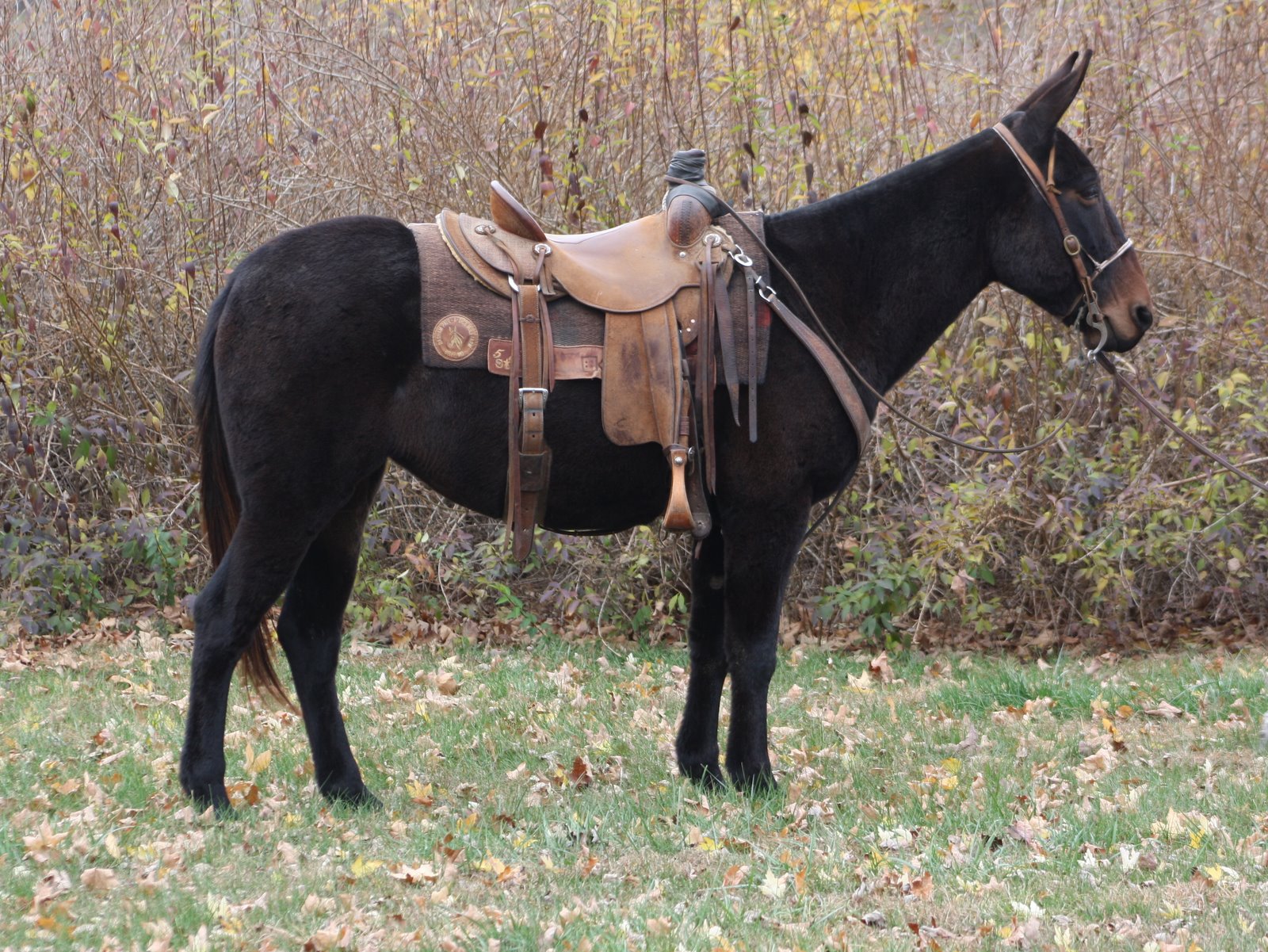 mules 2020