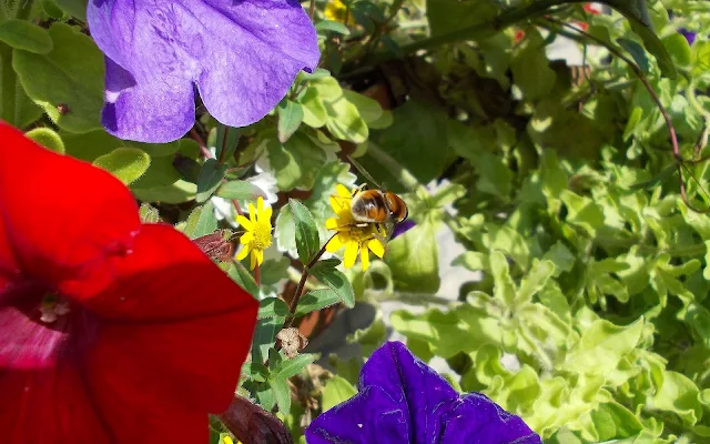 Kleurrijke bureaublad achtergrond met een bij op een gele bloem