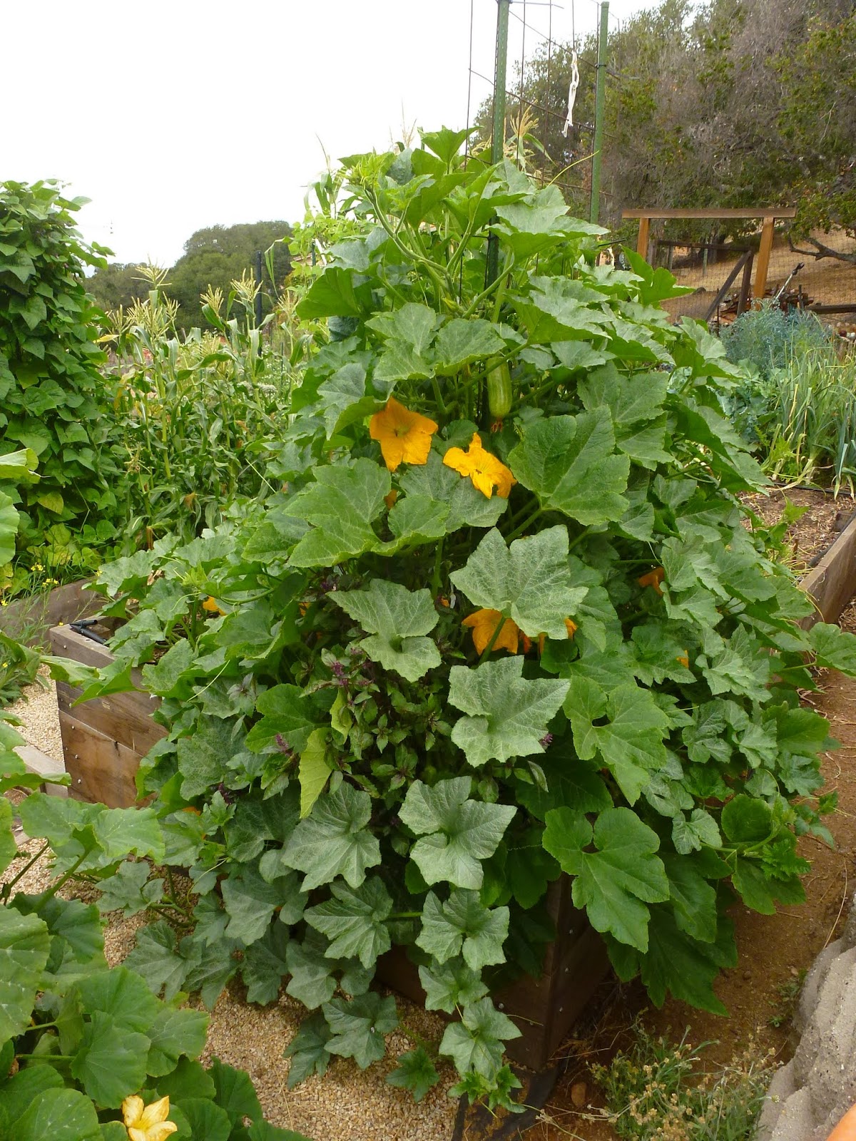 16+ Impressive Delicata Squash Growing Inspiratif Design