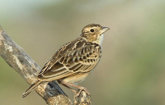 15 Perbedaan Branjangan Jawa Dengan Ntb Secara Jelas Dan Akurat