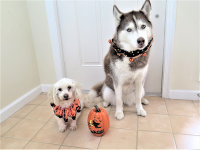 Halloween Costumes for Dogs, Dog Costume Safety, Dogs who don't like to wear costumes, Dog costume for Halloween