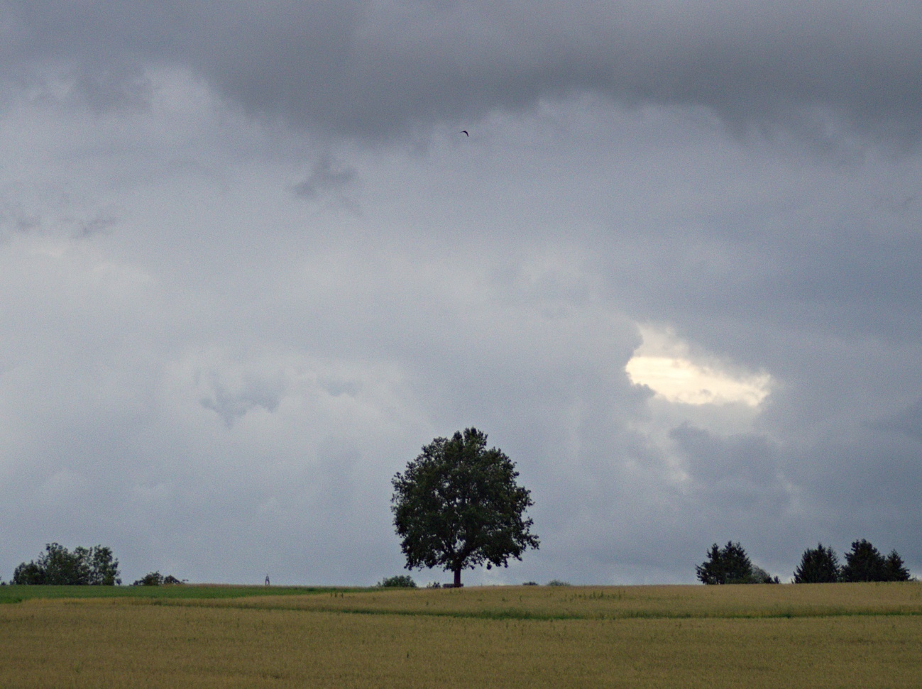 Zum Tagesabschluss – Referenzsolitärbaum vor Wolkenkulisse