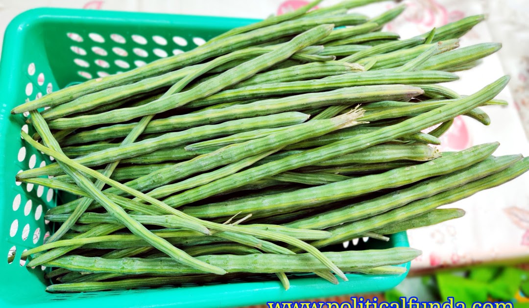 Moringa (Drumstick) Health Benefits Superfood Moringa