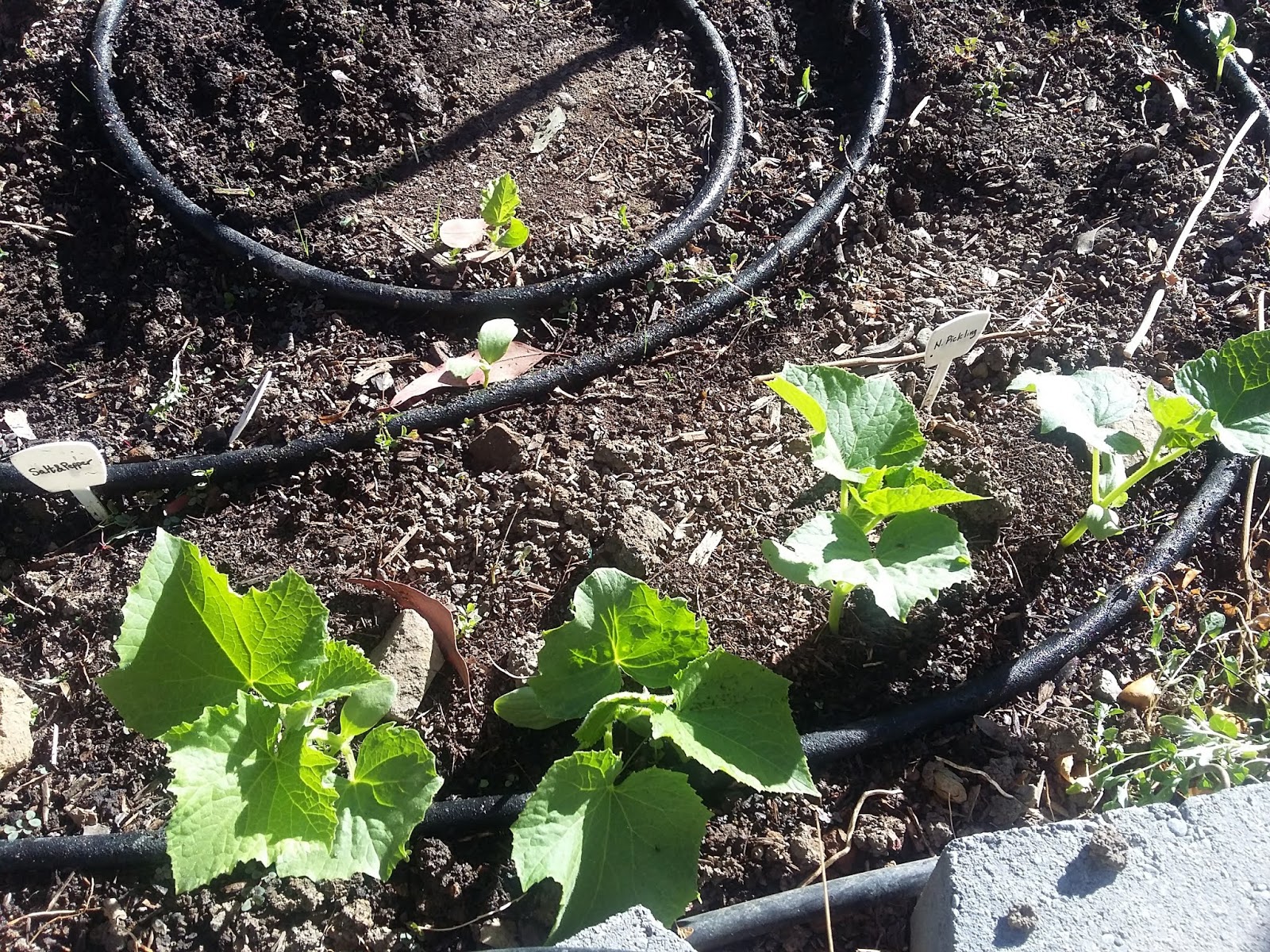 The Scientific Gardener Salt and Pepper Cucumber