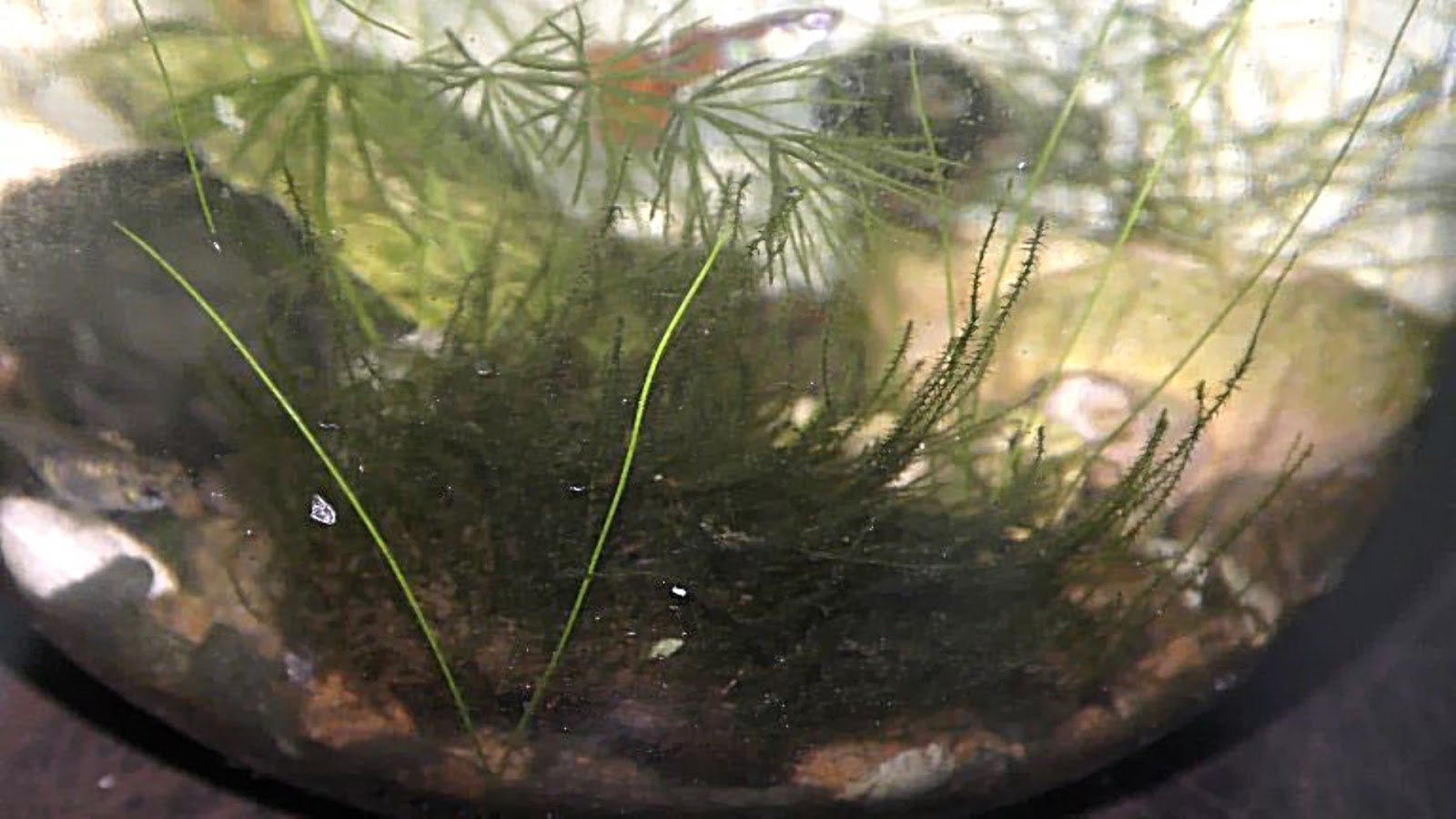Random Bits Two Ways to Grow Land Moss Underwater