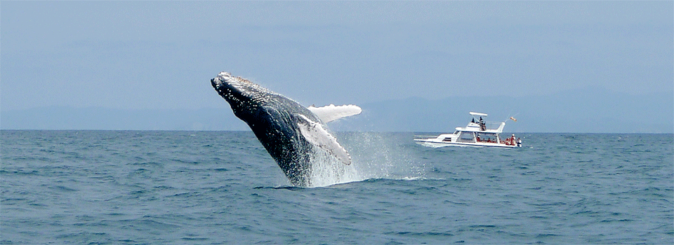A Whale of a Good Time (…in search of Humpback Whales along Ecuador's  coast) – On The Road with Tall Guy & JET
