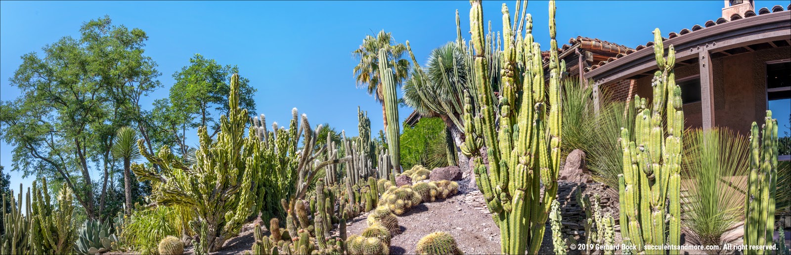 Cactus Garden - Send to Paradise, Las Vegas, NV Today!