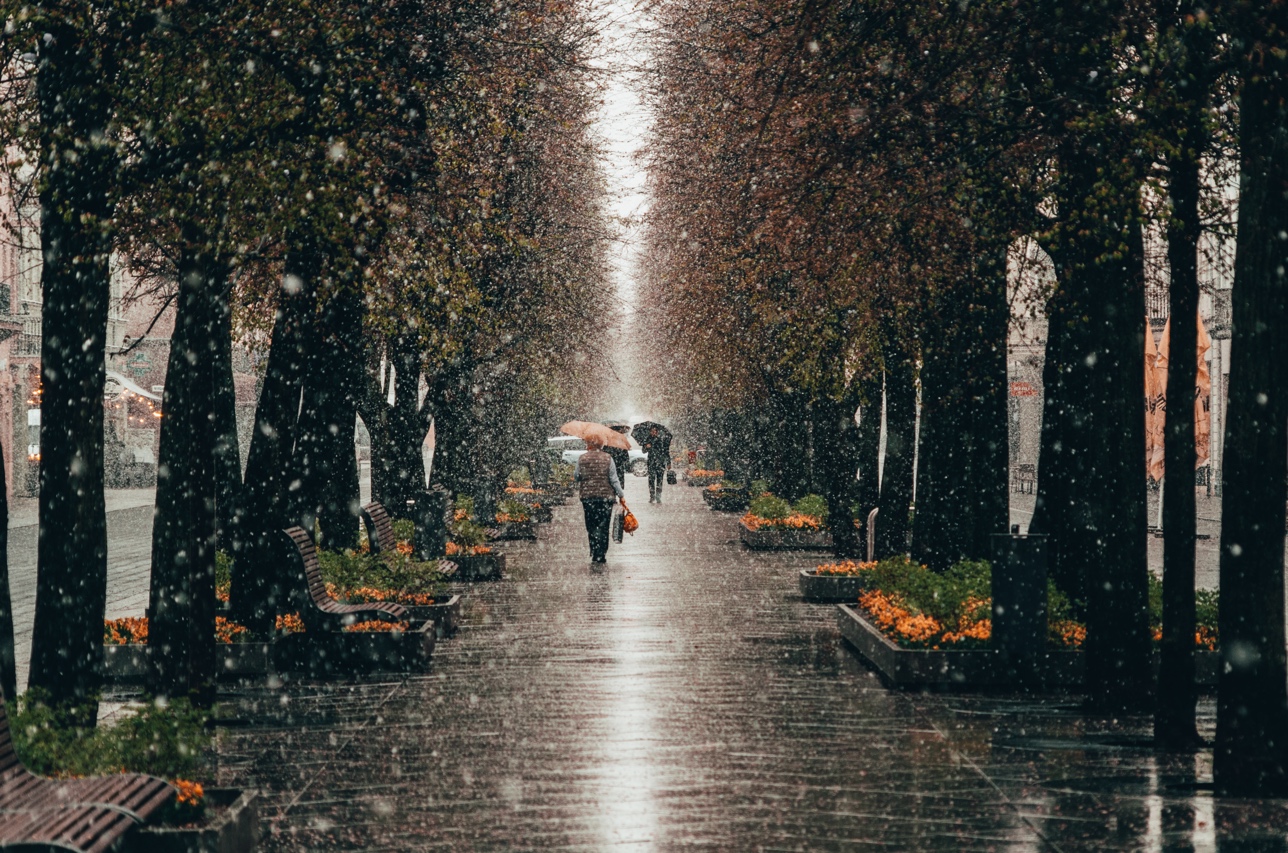 《維斯塔繭居日記》：雨中即景