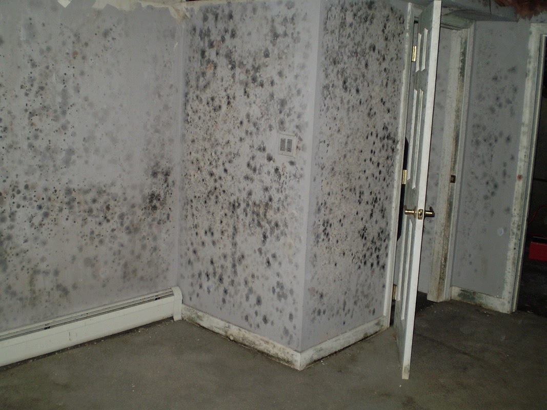 Divinely Toxic Mycotoxins Toxic Mold Toxins Candida And You