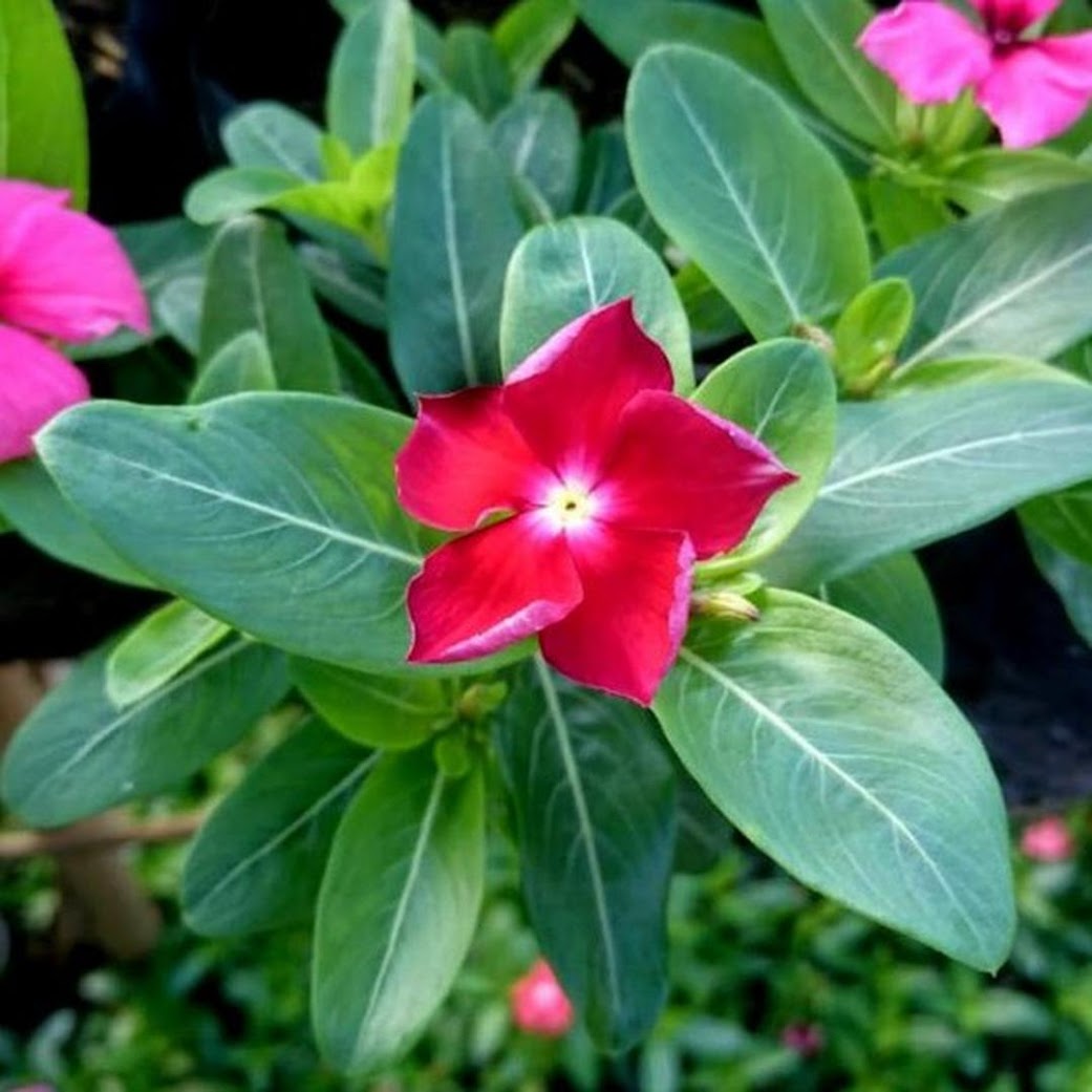 Bibit Bunga Vinca Murah Makassar