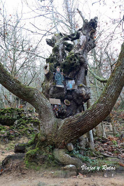 Árbol de San Benito