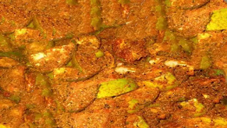 पन्द्रहवीं, मसालेदार आम का अचार,पन्द्रहवीं, मसालेदार आम,पन्द्रहवीं, मसालेदार अचार, मसालेदार आम अचार पन्द्रहवीं, मसालेदार आम का अचार