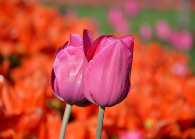 Flower Images Flower Images