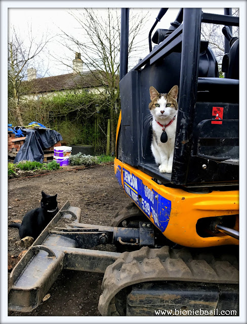 Basil and Parsley Landscaping The Garden at BBHQ @BionicBasil® Brain Training with Cats #57