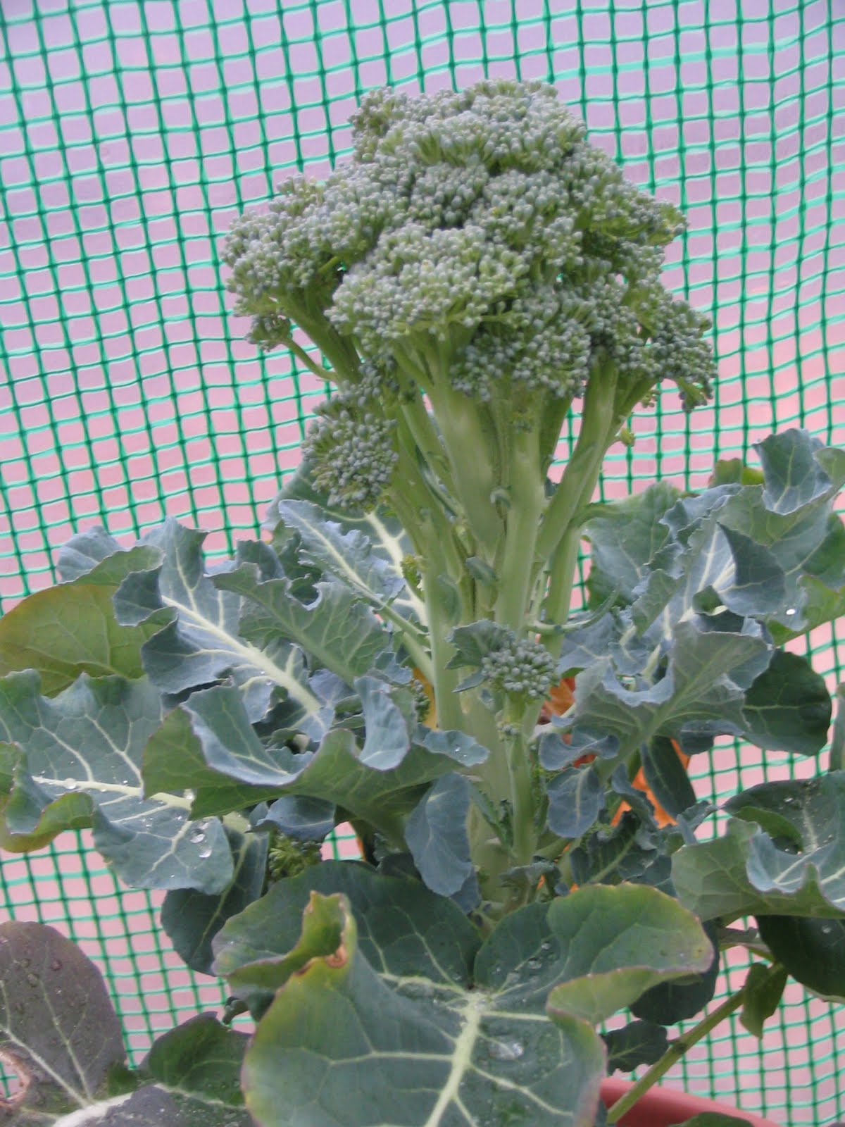 The Container Garden on the Corner Ploppy Showing How Big the Broccoli Is
