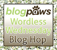 http://blog.catblogosphere.com/