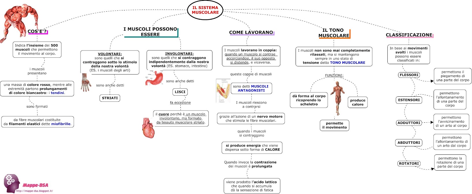 IL SISTEMA MUSCOLARE IL SISTEMA MUSCOLARE
